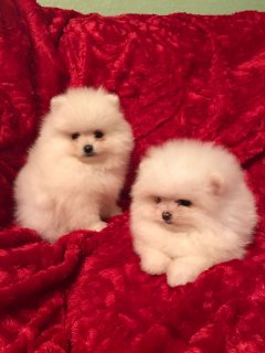 Pomeranian puppies for sale 1