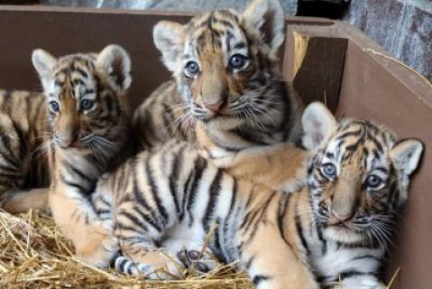 male and female Tigers Cubs  For Sale 1