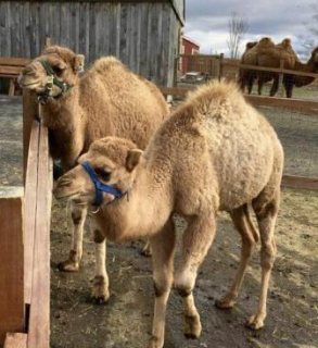 Registered Camels  For Sale