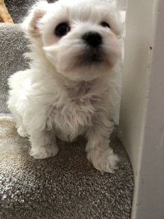 Maltese puppies for sale  1