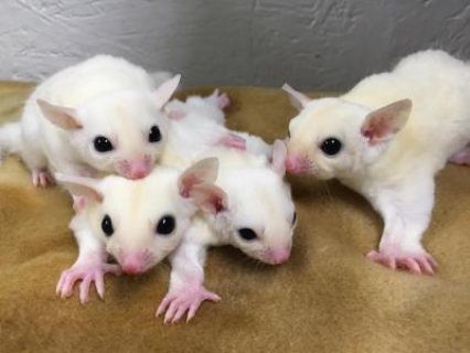 Grey and White Face Sugar Gliders for sale 1