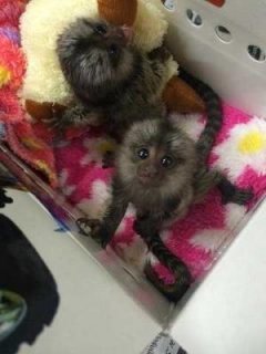 Playfull Marmoset Monkeys for Sale
