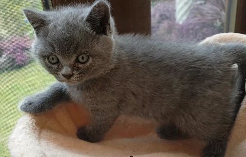 Clean British Short Hair Kittens For Sale مسقط 11294