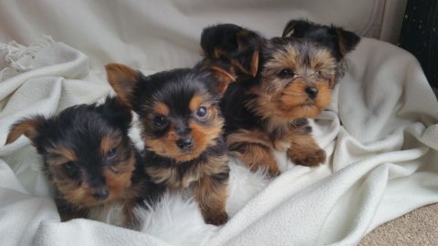 Beautiful Yorkie Puppies For Sale 