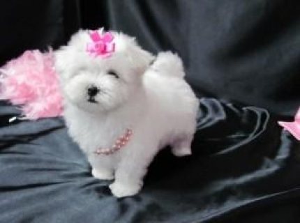 Adorable Maltese Puppies for sale  1