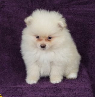 Healthy Pomeranian Puppies for a new family