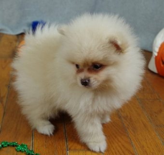 Elite Pomeranian puppy 1
