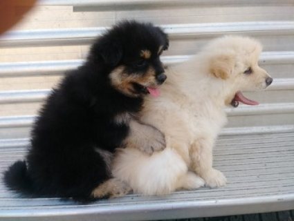 Top puppies Pomeranian Boo 1