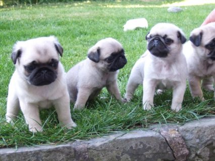 Fawn Pugs Puppies Available for Sale