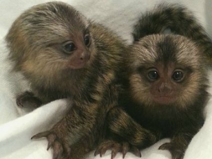 Vet Checked Marmosets Baby Monkeys Available 1