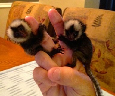 Beautiful Vaccinated Marmosets Monkeys