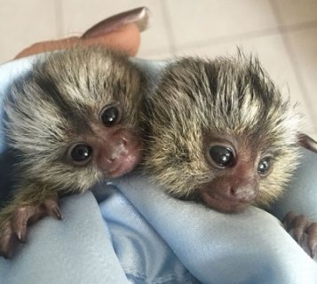 Beautiful Usda Baby Marmosets Monkeys Available 1
