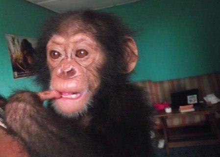 Affectionate and homely trained chimpanzee for sale 1