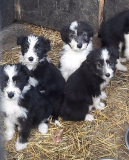 Bearded Collie Puppies For Sale 1
