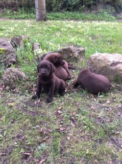 Labrador puppies for Sale 1