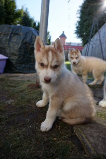 صورة 1 Siberian Husky Puppies For Sale