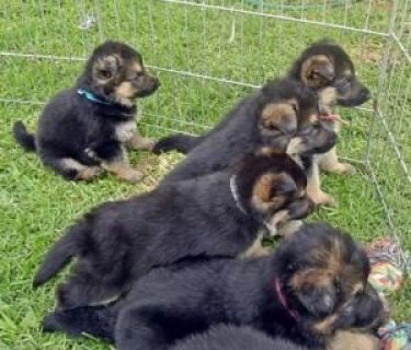 صورة 1 German Shepherd Puppies for sale 