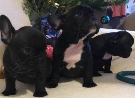 Healthy French Bulldog Puppies Available for sale