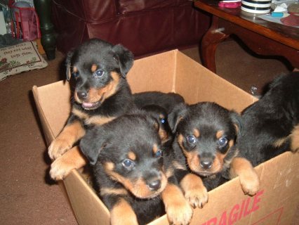 Rottweiler Puppies Now Available for sale