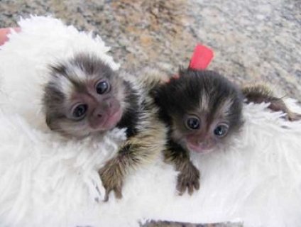 Affectionate Marmoset monkeys Ready 1