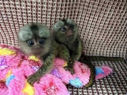 Baby Marmoset monkeys available 1