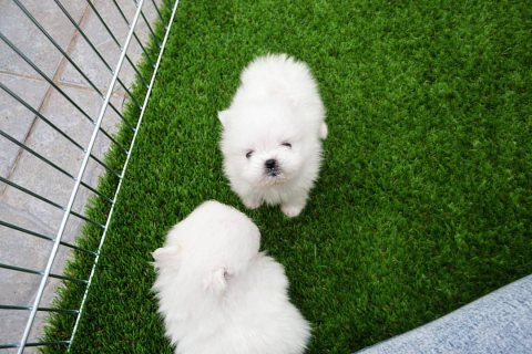 White Pomeranian puppies available