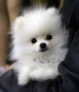 Cute Teacup Pomeranian Puppies for sale