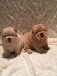 Cute Teacup Chow Chow Puppies for sale