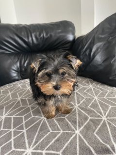 Meet Sasha she is a Female Yorkie Puppy ready for sale . 