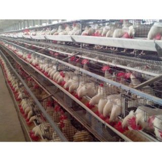 Good Price Automatic Poultry Equipment Layer Chicken Battery Cage for Sale 1