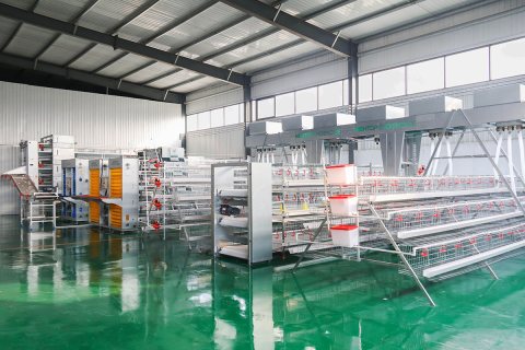 Good Price Automatic Poultry Equipment Layer Chicken Battery Cage for Sale 3