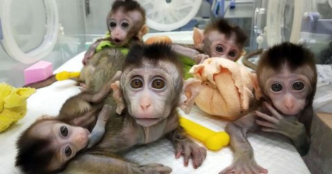 Beautiful Capuchin monkeys babies ready