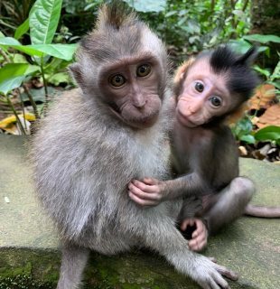 Cute and lovely Baby Capuchin Monkeys For Adoption 1