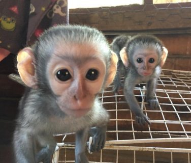 Healthy Baby Capuchin Monkeys Available 1