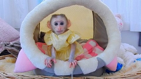 Beautiful registered baby face Capuchin monkey available for new homes