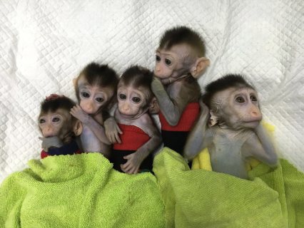Well socialized healthy monkeys for X-Mass