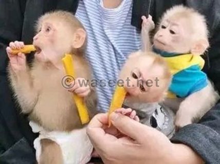 Capuchin Monkeys Need New Homes 1