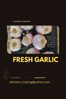fresh garlic 1