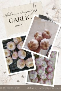 fresh garlic 3
