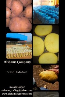 fresh potatoes 3