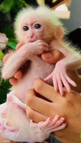 Adorable Capuchin Monkey