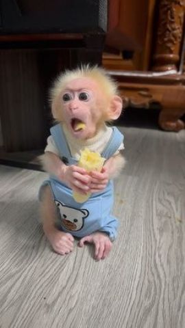 3 months old monkey