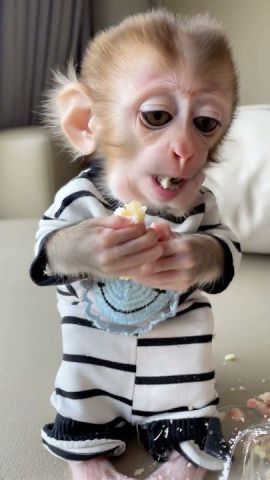 Perfect Capuchin Monkeys