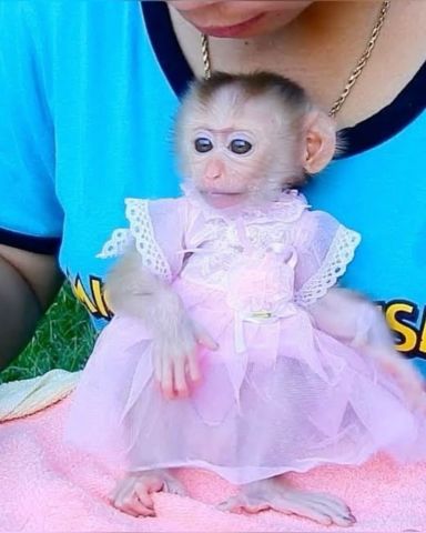 Two Capuchin Monkeys