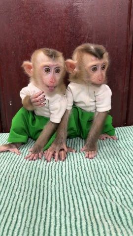 Lovely Baby Capuchin Monkeys For Free Adoption