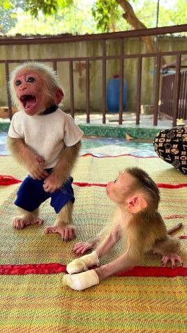 Well Trained Capuchin Monkey for Free Adoption