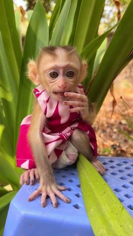 Capuchin Monkey for Sale