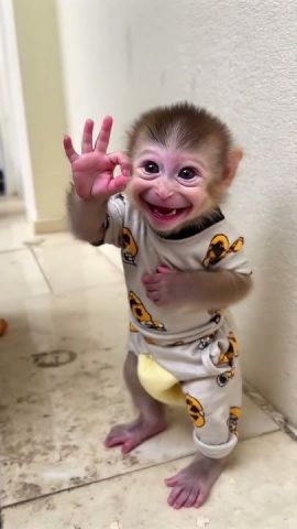 Adorable and Sweet Capuchin Monkeys