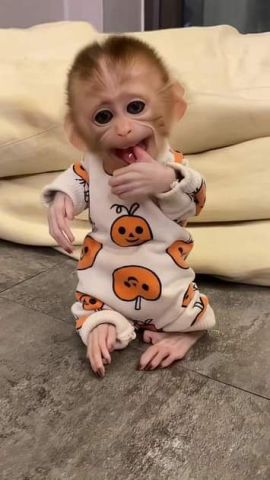 Tamed Chimpanzee and Capuchin Monkeys Available
