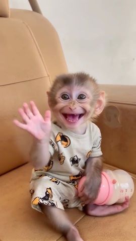 Capuchin Monkeys